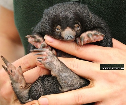 -taronga-puggle-exlarged.jpg