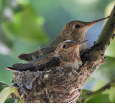 Hummingbird sibs