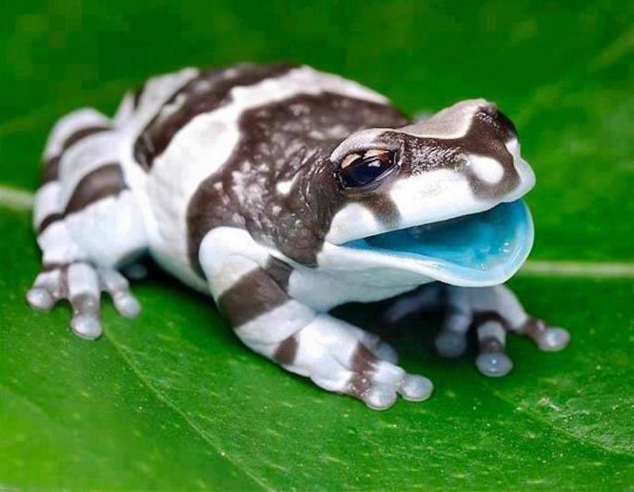 Amazon Milk Frog