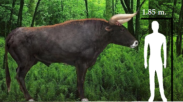 Aurochs-Uro1.1.png