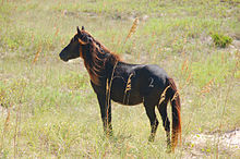 Branded Shackleford Pony