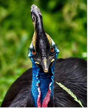 Cassowary