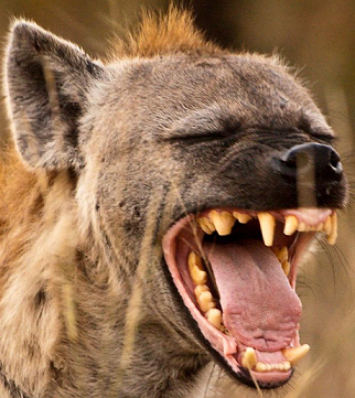 Spotted Hyaena dentition