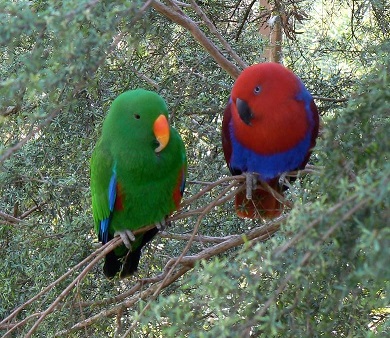 Eclectus Parrots