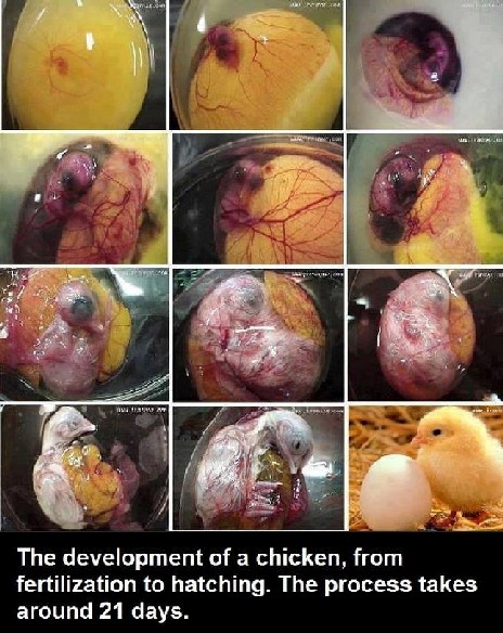 chicken embryo development