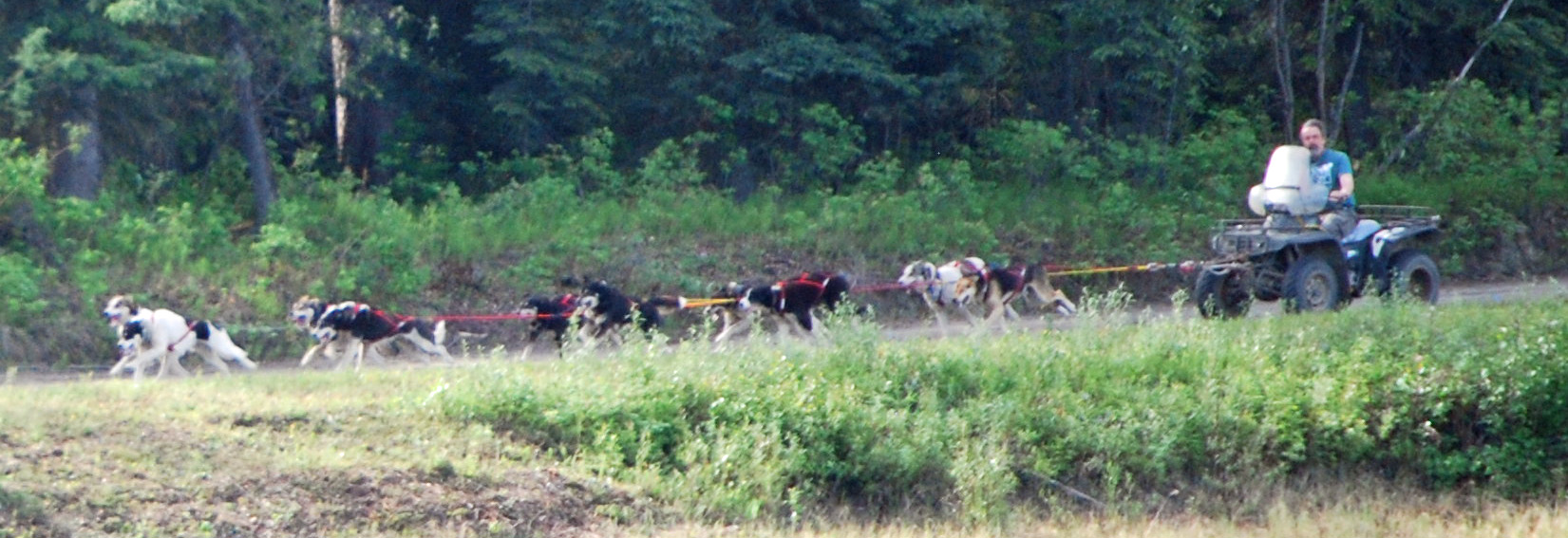 Iditarod dogs practicing near Fairbanks, Alaska