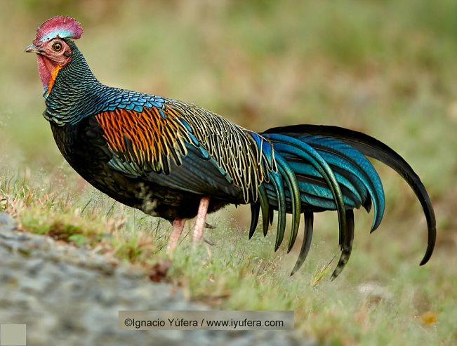 Green Junglefowl