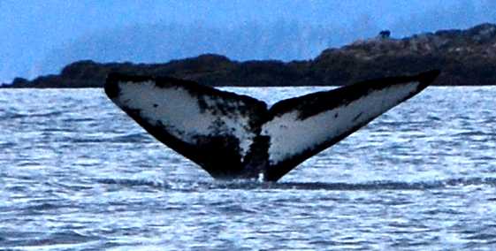 Humpback whale flukes