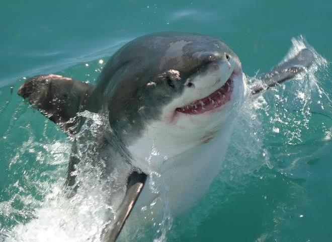 Great White Shark