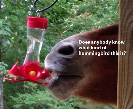 HummingbirdHsmall.jpg