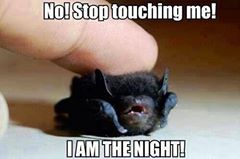 baby bat