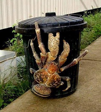 Coconut Crab