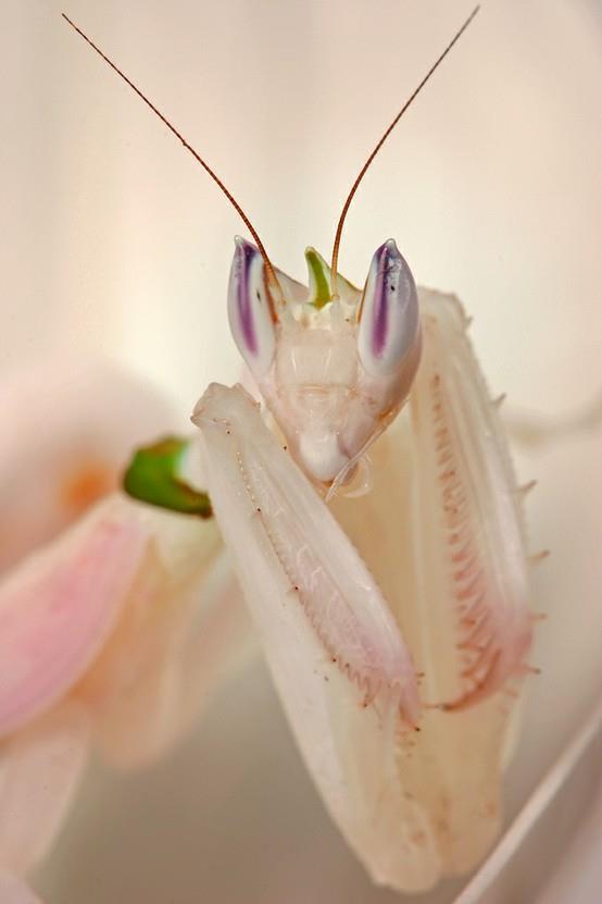 Orchid Mantis