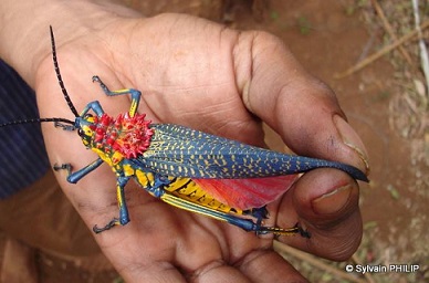 Rainbow Milkweed Locust.jpg