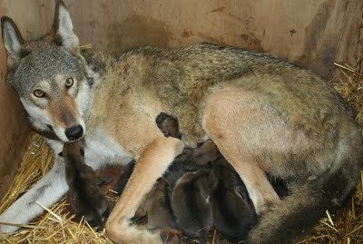 Red Wolf with cubs