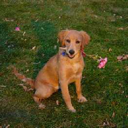 dog with flower in mouth