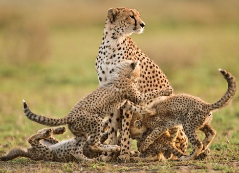 Cheetah cubs