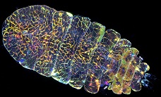 Sea Sapphire a shining copepod