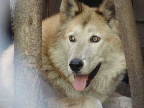 Photo of a wolf