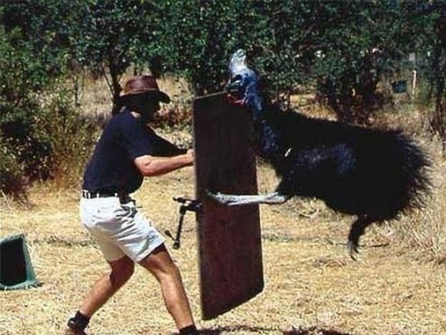 Cassowary