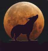 coyote moon