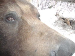 Brown Bear candid shot