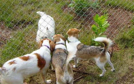 several dogs sniffing noses