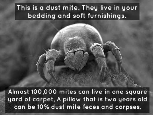 Dust Mites