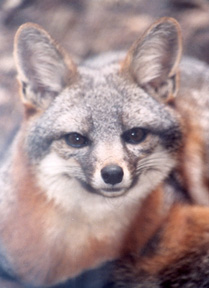 Santa Cruz Island Fox