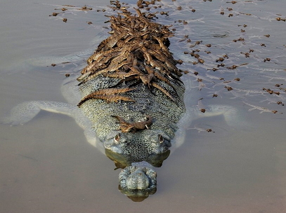 gharial daddy.png