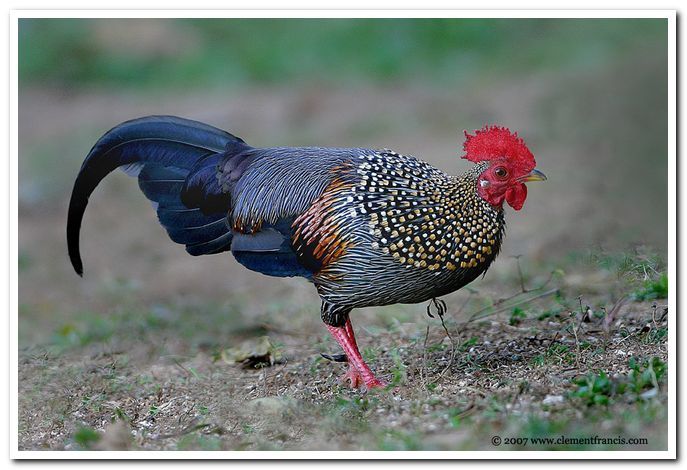 Grey Junglefowl