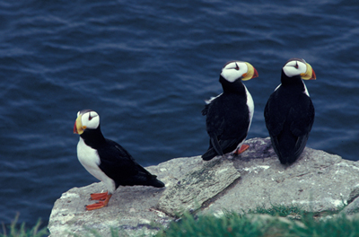 Horned Puffins, courtesy USFWS