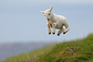 leapin lamb.png