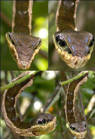 Hawk Moth caterpillars