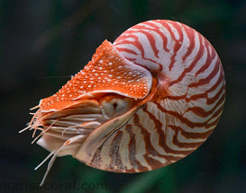 Nautilus