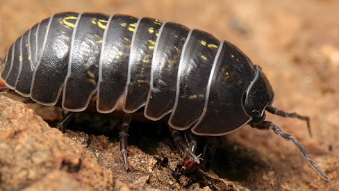 Pillbug isopod