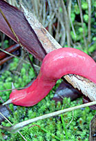 Pink slug