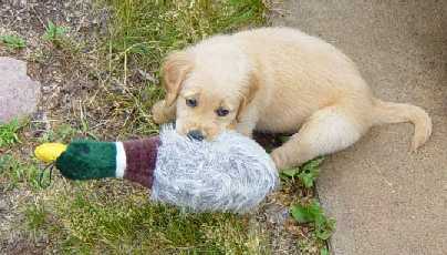 Golden Retriever puppy with toy duck