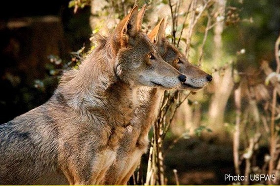 Red Wolves