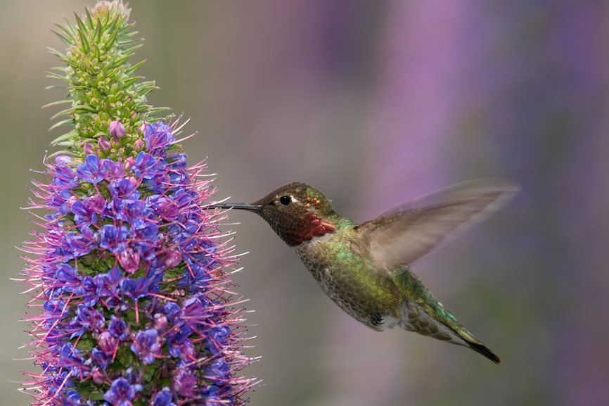 Ruby Throated Hummingbird