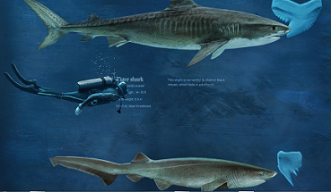 Shark Size Chart