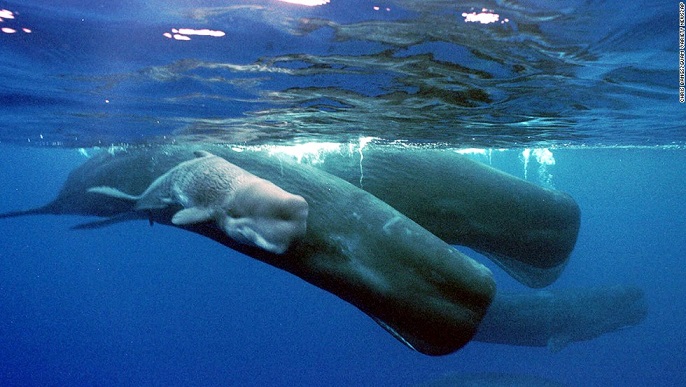 sperm whale family