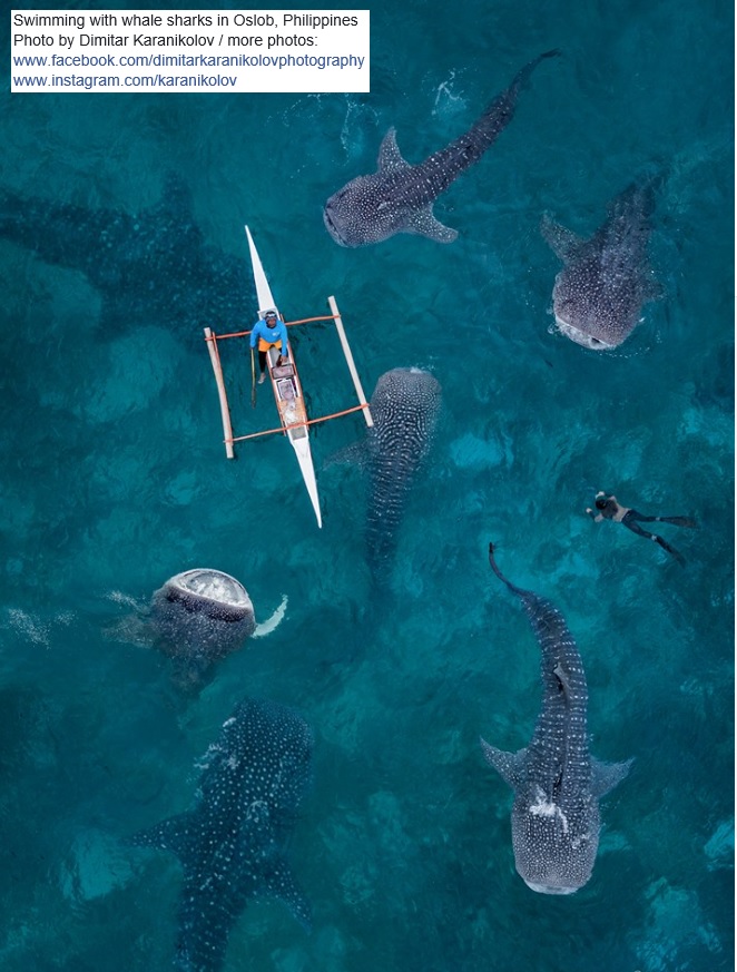 swimming with whale sharks