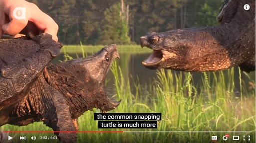 Alligator Snapping Turtle vs Common Snapping Turtle