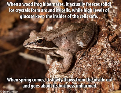 wood frog 33%.jpg