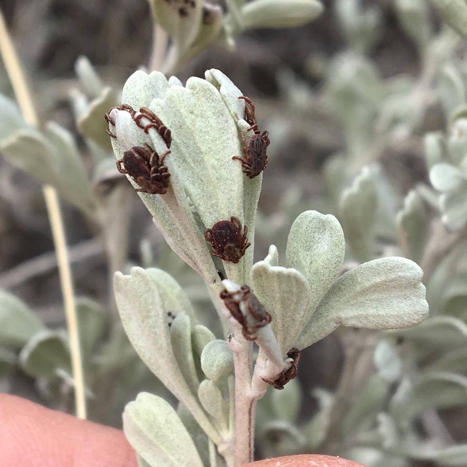 young_ticks_on_lambs_quarters.jpg